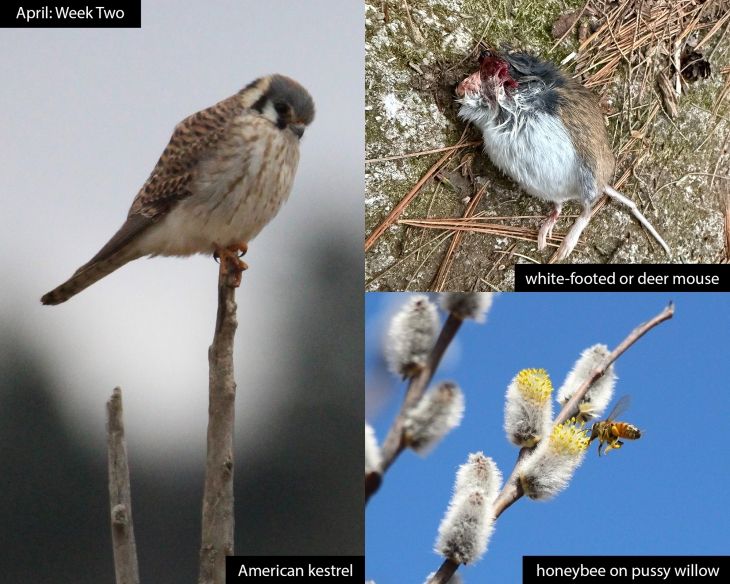 april-week-2-25.jpg