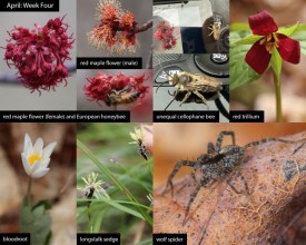 April nature thumbnail