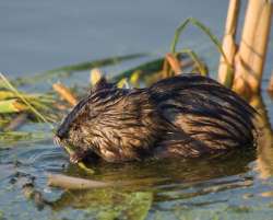 Cutting the Apron Strings: How Young Animals Disperse Photo: Marie Read