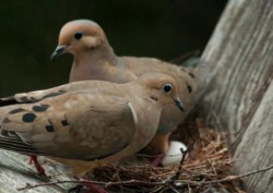 Cutting the Apron Strings: How Young Animals Disperse Photo: Katherine Davis