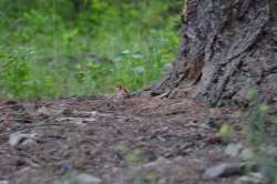 Cutting the Apron Strings: How Young Animals Disperse Photo: Tania Simpson