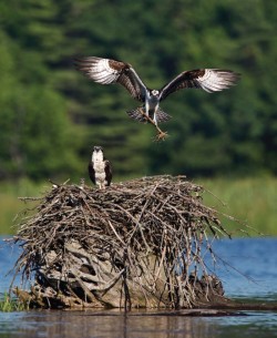 Cutting the Apron Strings: How Young Animals Disperse Photo: Gustav W. Verderber