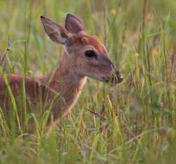 Cutting the Apron Strings: How Young Animals Disperse Photo: Steve Creek