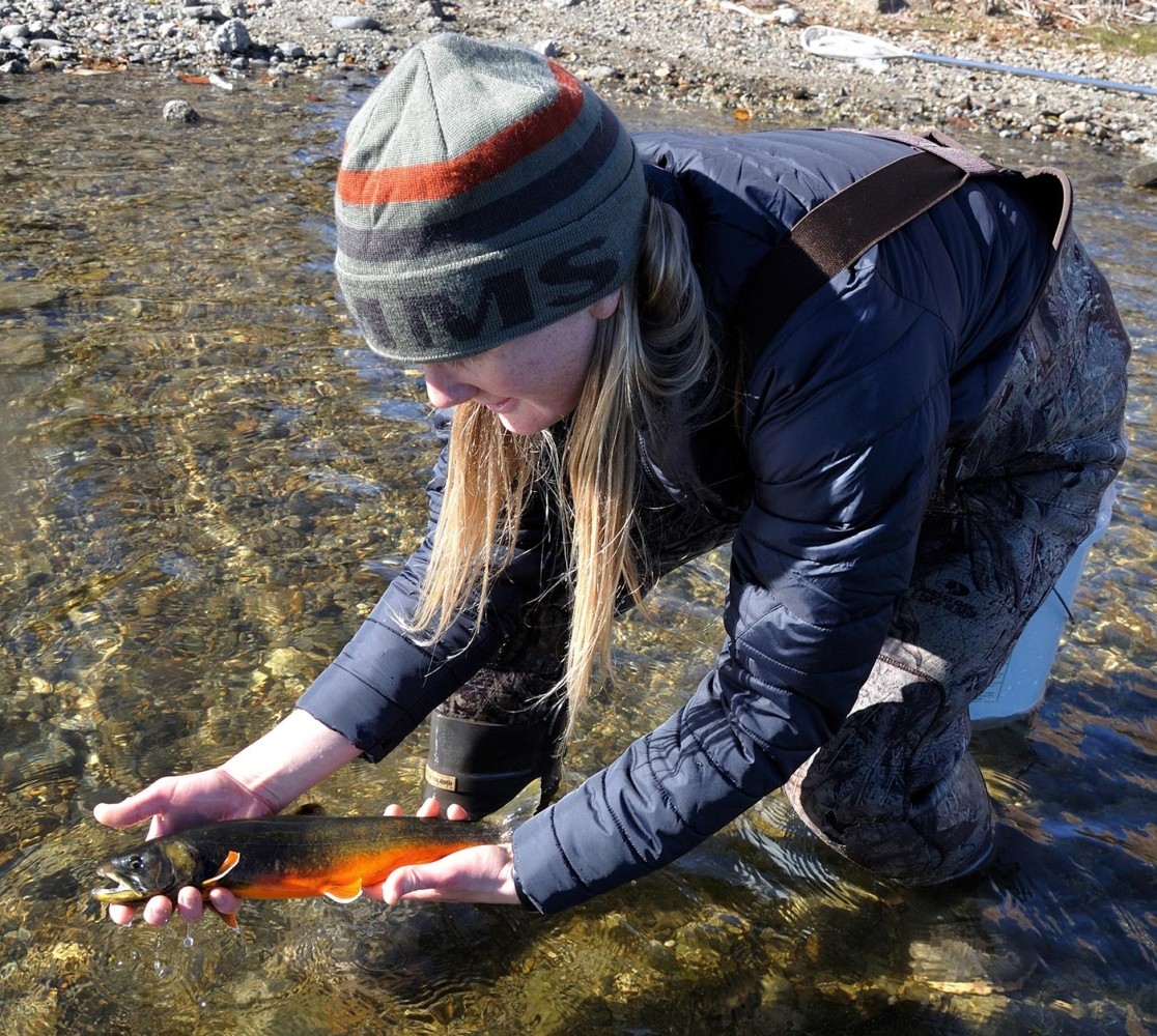 A Fish of Legend: New England's Arctic Char