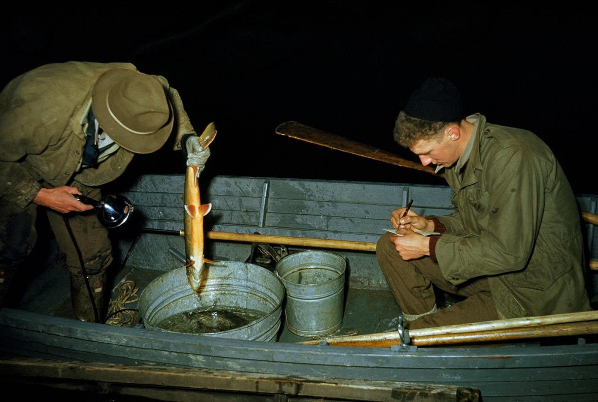 A Fish of Legend: New England's Arctic Char