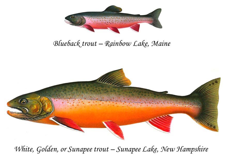 A Fish of Legend: New England's Arctic Char