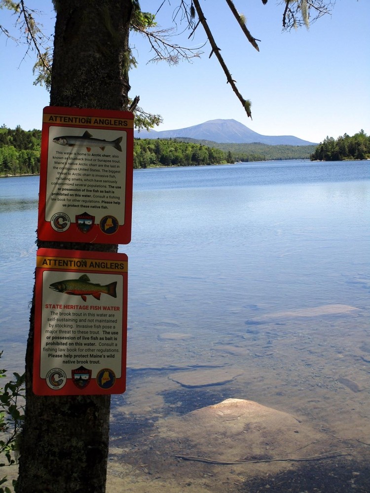 A Fish of Legend: New England's Arctic Char