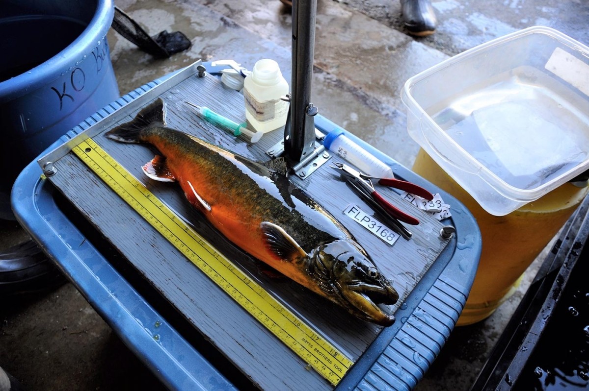 A Fish of Legend: New England's Arctic Char