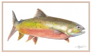 The Saga of the Sunapee Trout (a.k.a. Arctic Charr) thumbnail