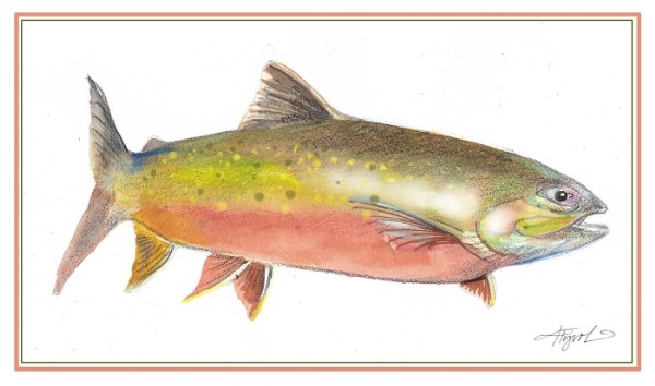 The Saga of the Sunapee Trout (a.k.a. Arctic Charr)