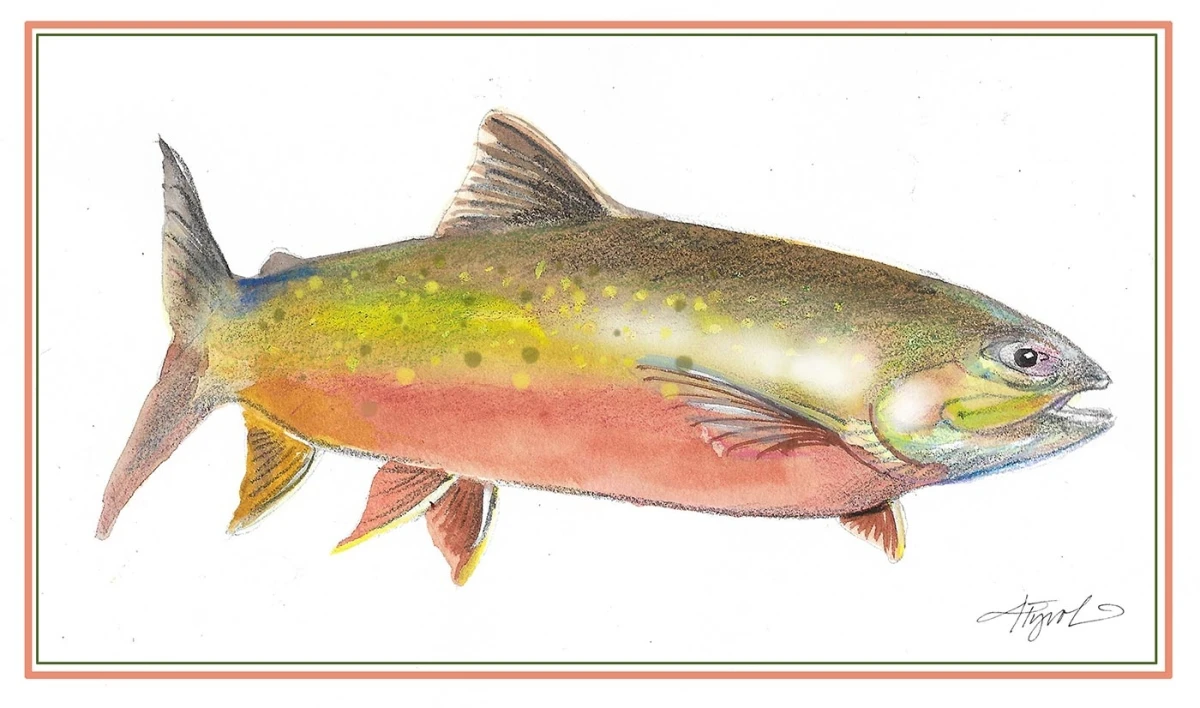 Arctic charr