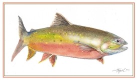 The Saga of the Sunapee Trout (a.k.a. Arctic Charr) thumbnail