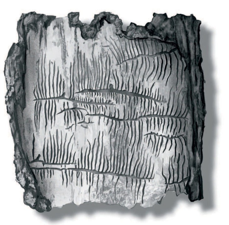 Ash bark beetles