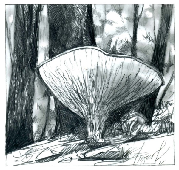 The Tangled Tale of the Ash-Tree Bolete