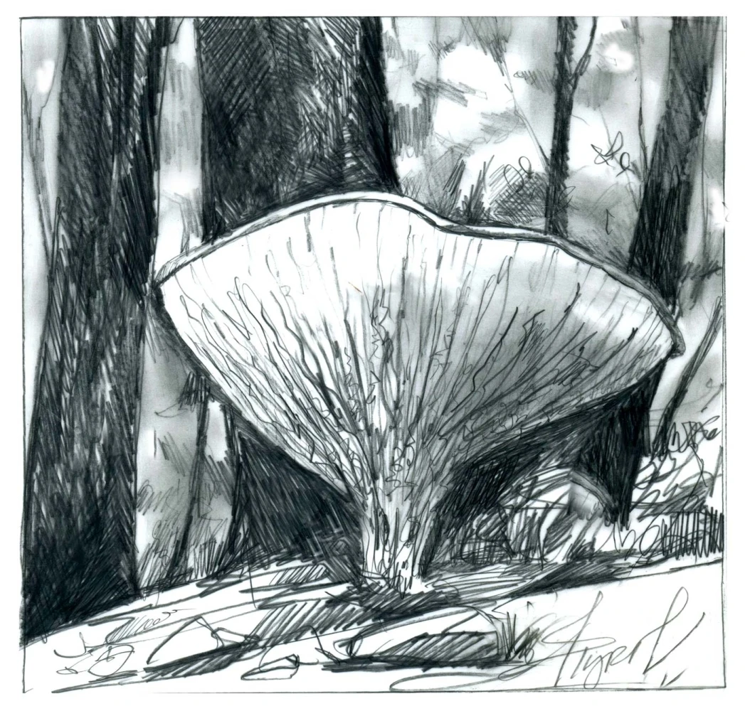 Ash tree bolete