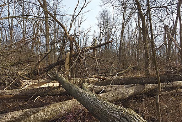 Emerald Ash Borer in Michigan