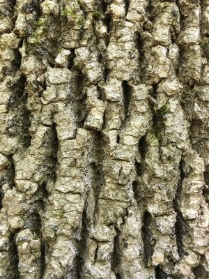 A Sliver of Hope Regarding Emerald Ash Borer thumbnail