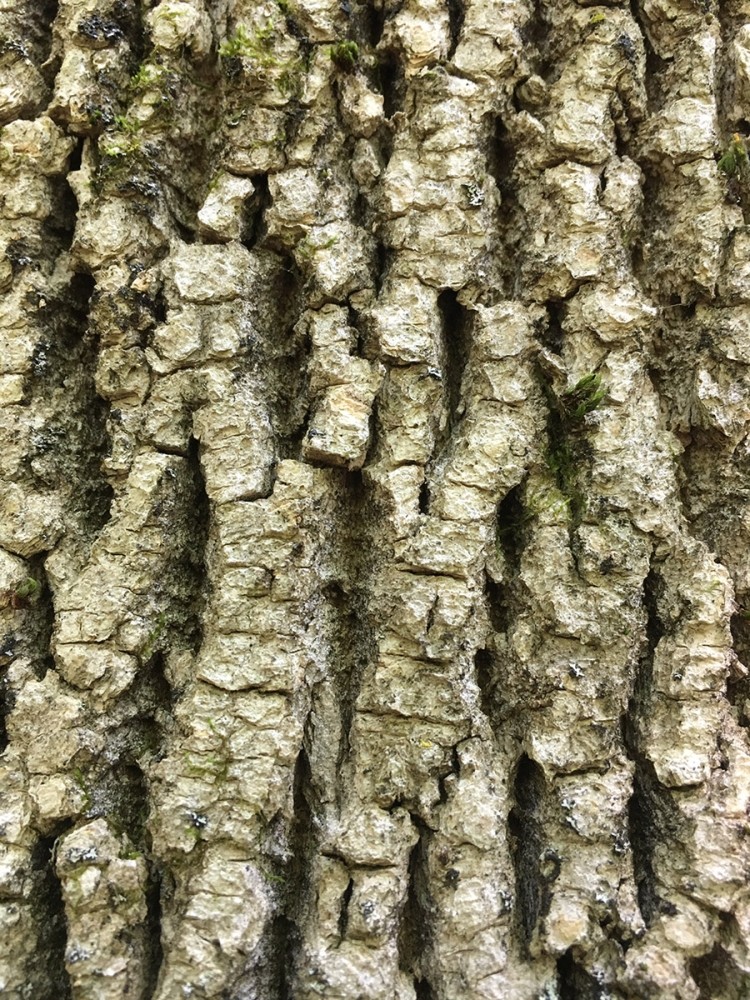 A Sliver of Hope Regarding Emerald Ash Borer