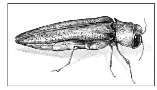 As the Borers Approach, Should We Cut the Ash?