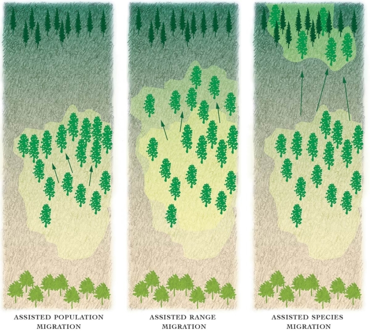 Future Climate-Adapted Tree Species