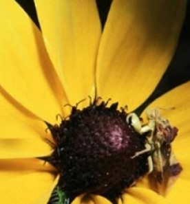 Aug2809_contest_pic_400.jpg thumbnail