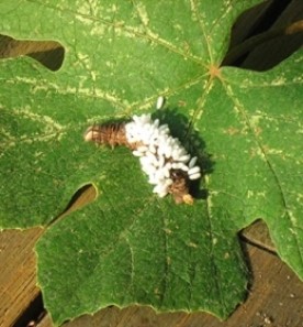 aug_22_yuck.jpg thumbnail