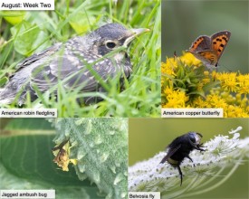 August nature thumbnail