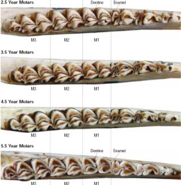 Determine a Deer's Age by its Jaw