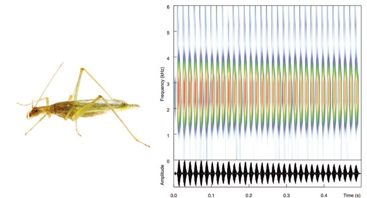 Forest & Wildlife Monitoring: Seeing the Sound of Tree Crickets