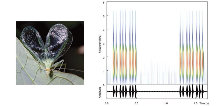 Forest & Wildlife Monitoring: Seeing the Sound of Tree Crickets