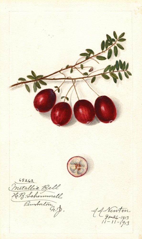 Cranberry
