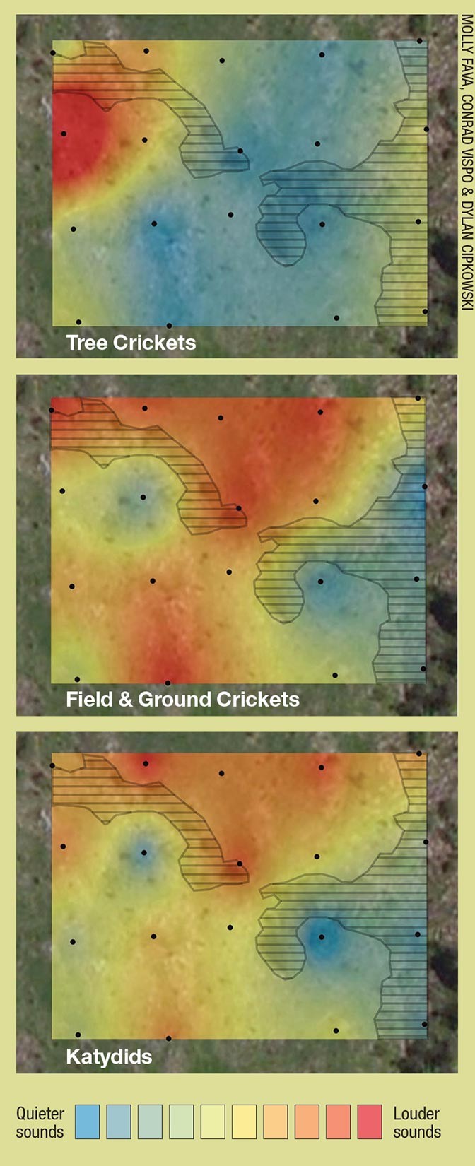 Forest & Wildlife Monitoring: Seeing the Sound of Tree Crickets