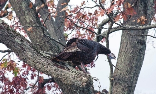 The Life History of the Eastern Wild Turkey