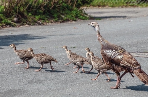 The Life History of the Eastern Wild Turkey