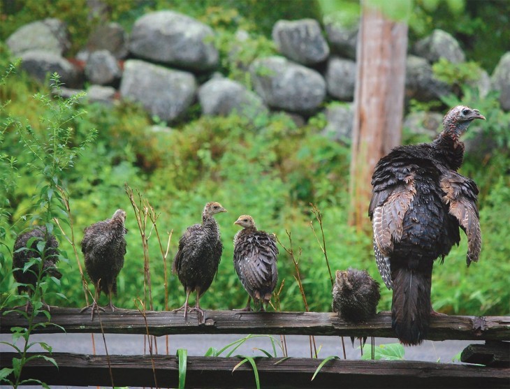 Wild Turkeys of Suburbia