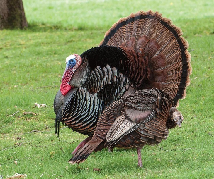 Wild Turkeys of Suburbia