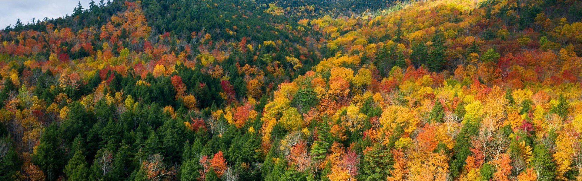 Decorative woodsy background