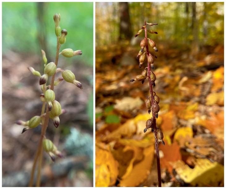 Autumn coral root