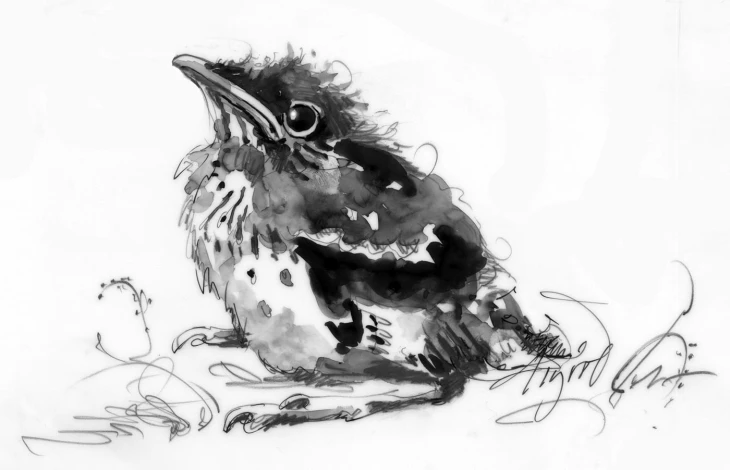 Baby bird