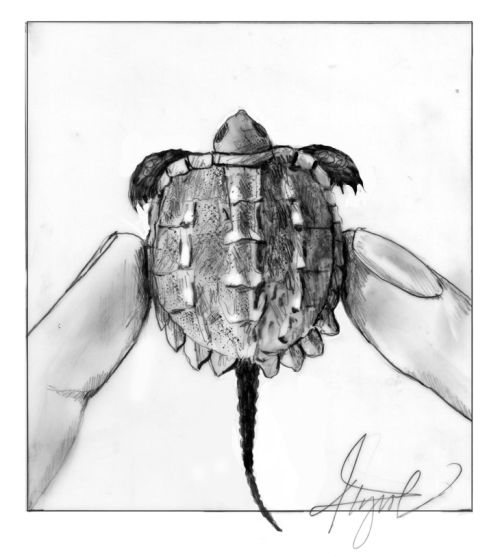 Baby snapping turtle