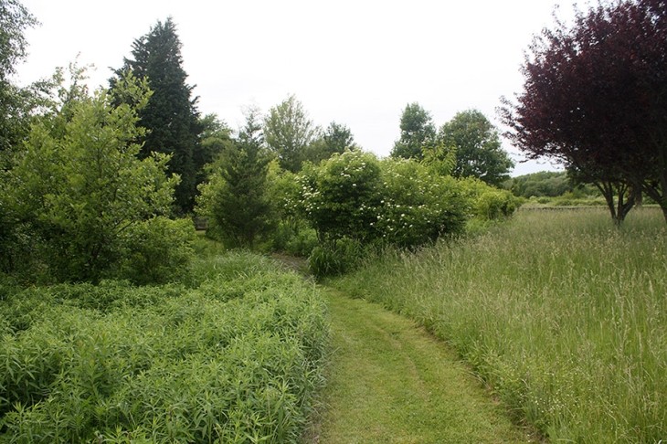 Natural Succession on the Back Acre