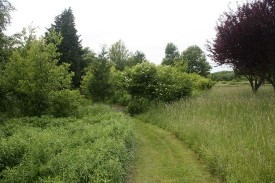 Natural Succession on the Back Acre thumbnail