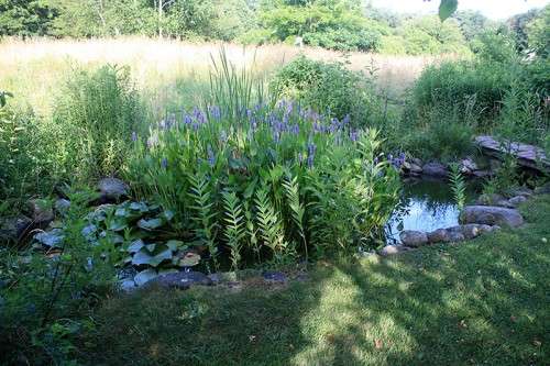 Garden meadow