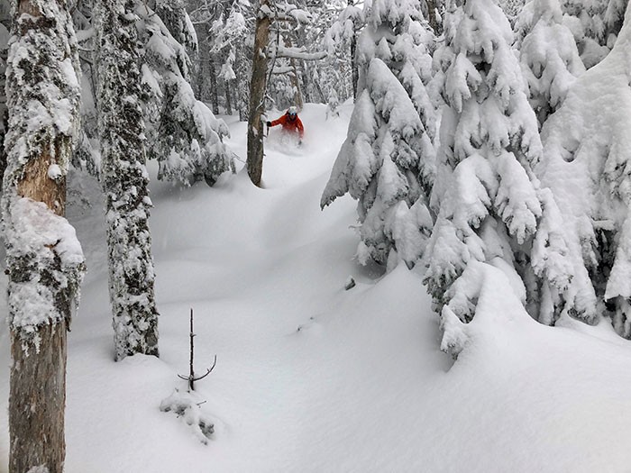 Backcountry Zones: Where Skis Meet Trees