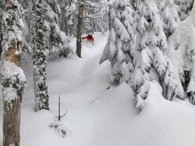 Backcountry Zones: Where Skis Meet Trees thumbnail