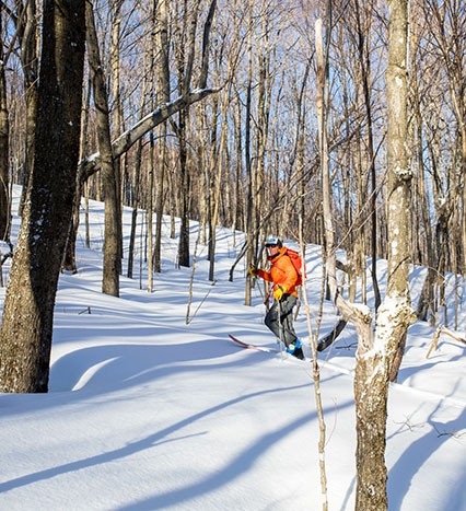 Backcountry Zones: Where Skis Meet Trees