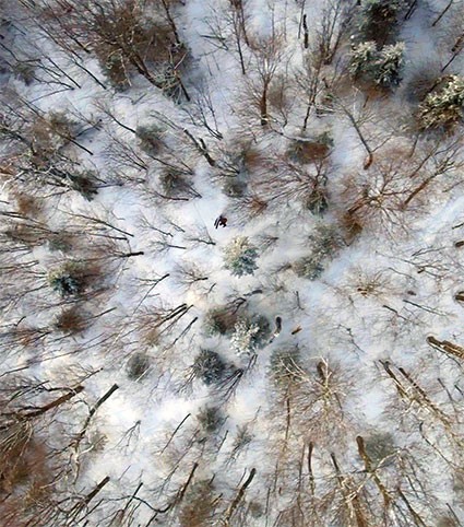 Backcountry Zones: Where Skis Meet Trees