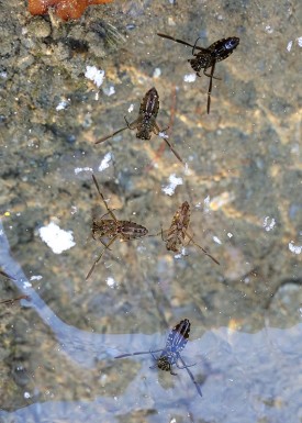 backswimmers-Mary-holland-web.jpg thumbnail