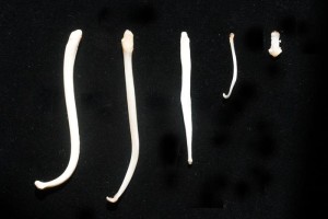 Baculum Matching Game thumbnail