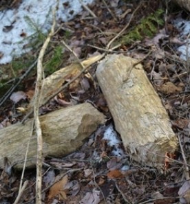 baffling_beavers.jpg thumbnail